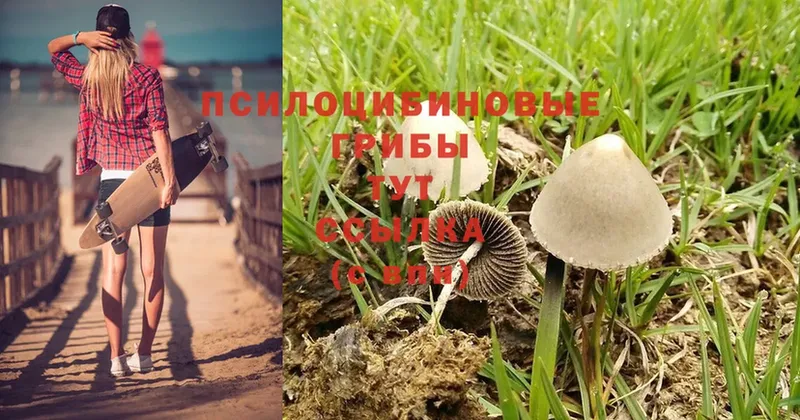 Галлюциногенные грибы Psilocybine cubensis  где купить   Белогорск 